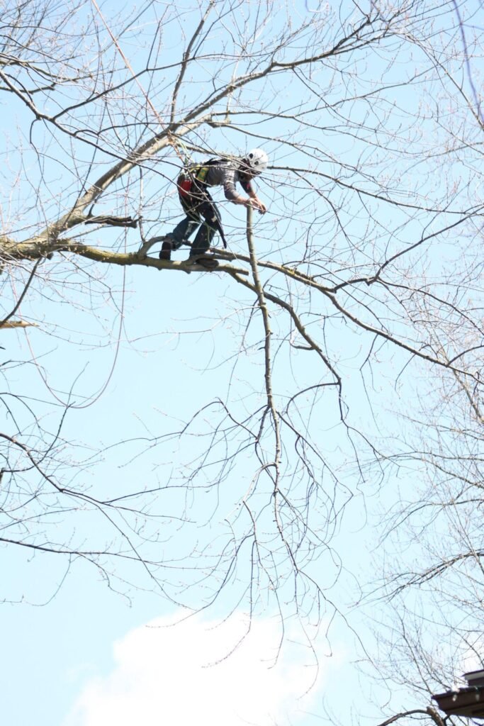 Tree Surgeons Liverpool