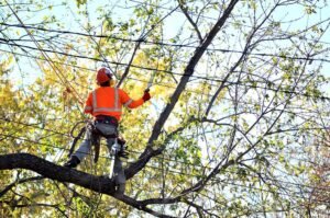 Crown Thinning Liverpool
