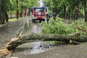 Emergency Tree Services Liverpool