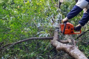 Emergency Tree Services Liverpool