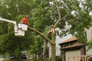 Emergency Tree Services Liverpool