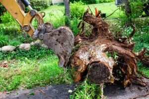 Deadwood Removal Liverpool