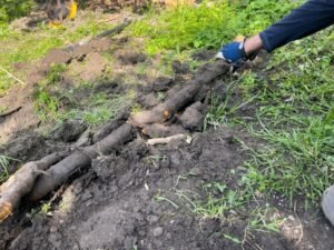 Deadwood Removal Liverpool