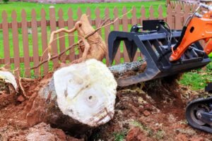 Deadwood Removal Liverpool