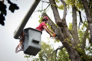 Tree Pruning Liverpool