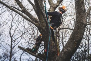 Tree Pruning Liverpool