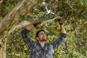 Tree Pruning Liverpool