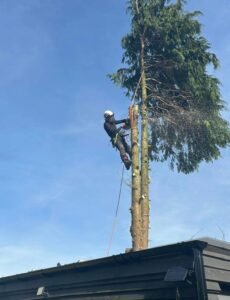 Tree Pruning Liverpool