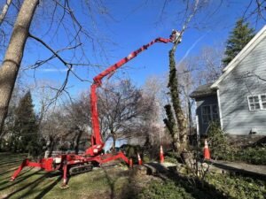 Tree Removal Liverpool