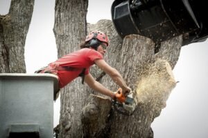 Tree Removal Liverpool