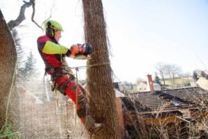 Tree Removal Liverpool