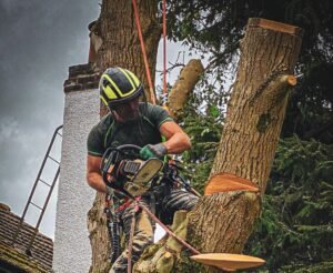 Tree Surgeons Liverpool