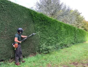 Hedge Trimming Liverpool