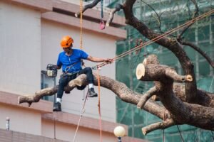 Tree Surgeons Liverpool