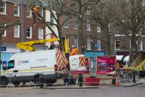 Tree Surgeons Liverpool