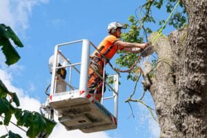 Tree Surgeons Liverpool